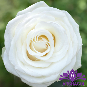 رز آلبا (Alba Roses)
