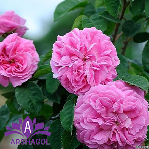  رز دمشق (Damask Roses)