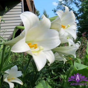 Longiflorum Lily
