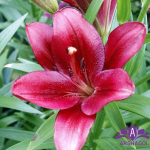 Oriental Lily