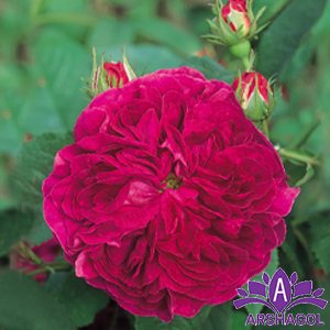  رز گلخانه‌ای