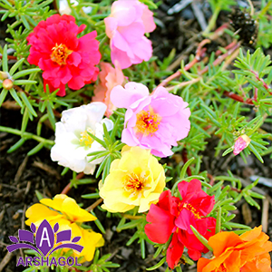 Moss Roses