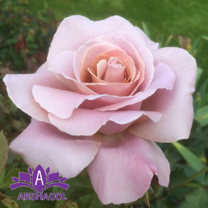 رز چای