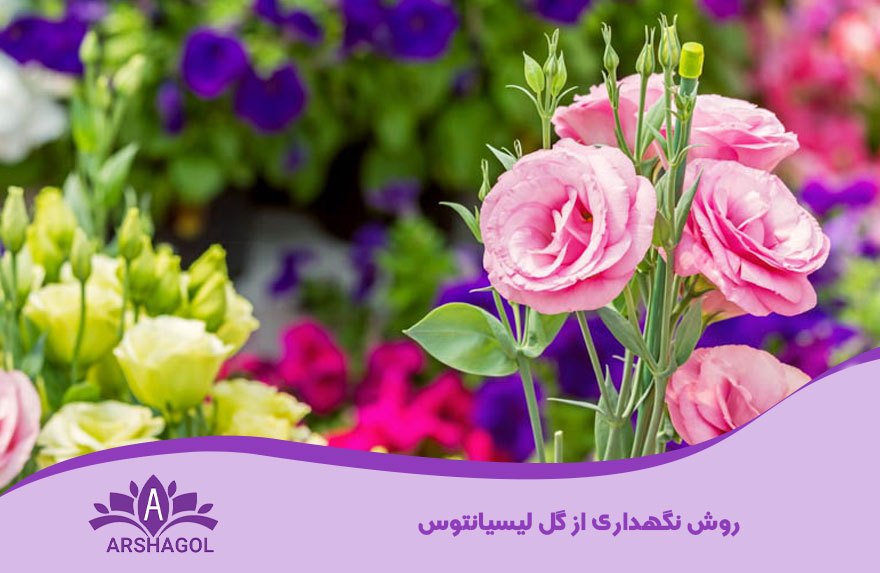 نگهداری از گل لیسیانتوس