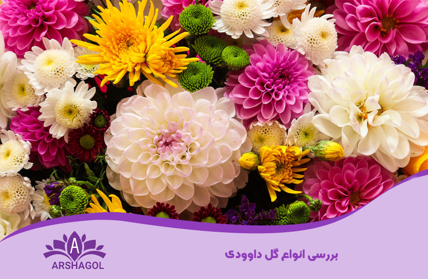 انواع گل داوودی