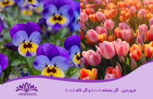 فرودین