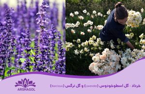 خرداد – گل اسطوخودوس (Lavender) و گل نرگس (Narcissus)