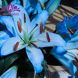 گل لیلی آبی (Blue Lily)