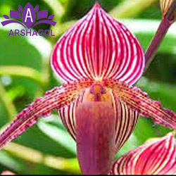 Gold of Kinabalu Orchid