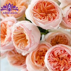 گل جولیت رز (Juliet Rose)