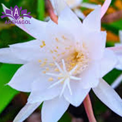 کاداپول (Kadupul)
