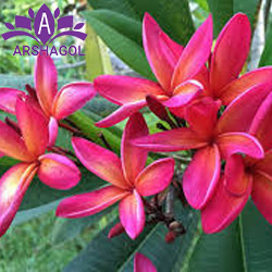 گل پلومریا (Plumeria)