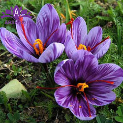 گل زعفران (Saffron Crocus)