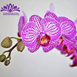 گل شنزن اورکید (Shenzhen Nongke Orchid)