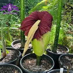 Titan Arum