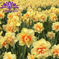 گل نرگس زرد (Yellow Daffodil)