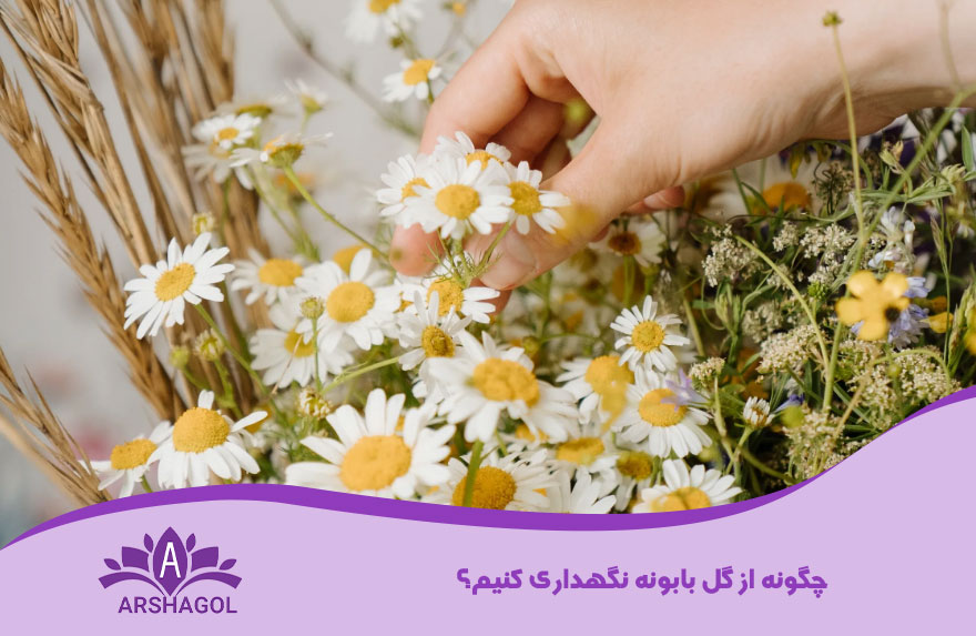 چگونه از گل بابونه نگهداری کنیم؟