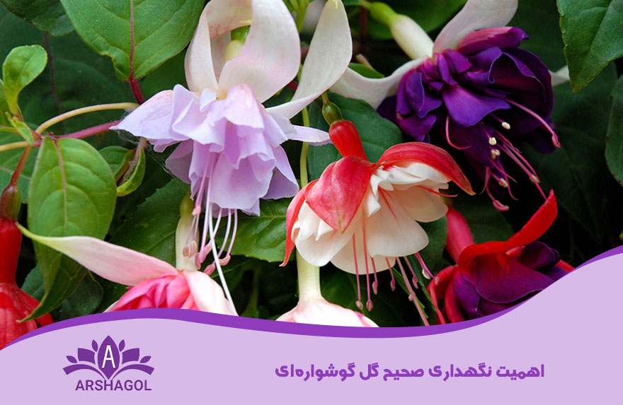 اهمیت نگهداری صحیح گل گوشوارهای