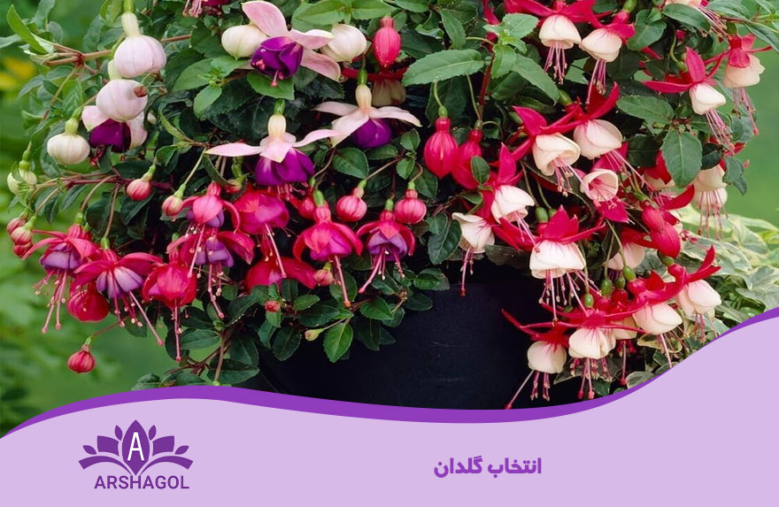انتخاب گلدان و سیستم آویزان