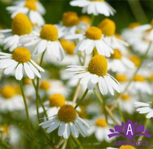 بابونه آلمانی (German Chamomile)