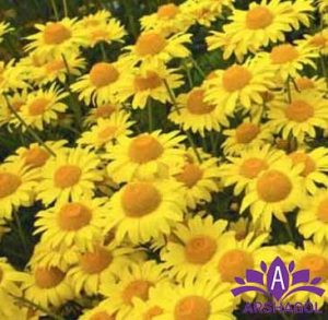 بابونه زرد (Golden Chamomile)