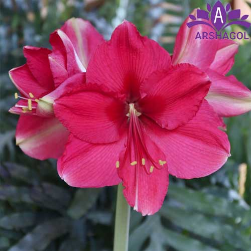 آماریلیس صورتی