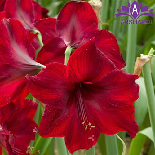 آماریلیس قرمز