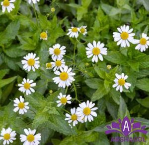 بابونه رومی (Roman Chamomile)