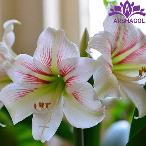 آماریلیس سفید