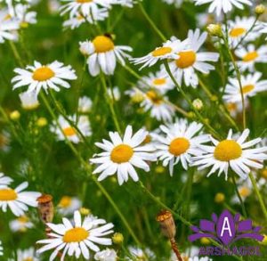بابونه وحشی (Wild Chamomile)