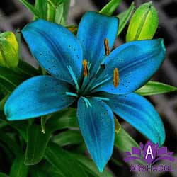 ۲. گل زنبق آبی