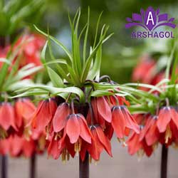 لاله واژگون (Fritillaria imperialis)