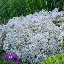 ژیپسوفیلا الگانس