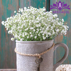 ژیپسوفیلا پانیکولاتا