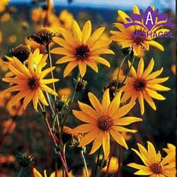 گل آفتابگردان نادر (Helianthus occidentalis)