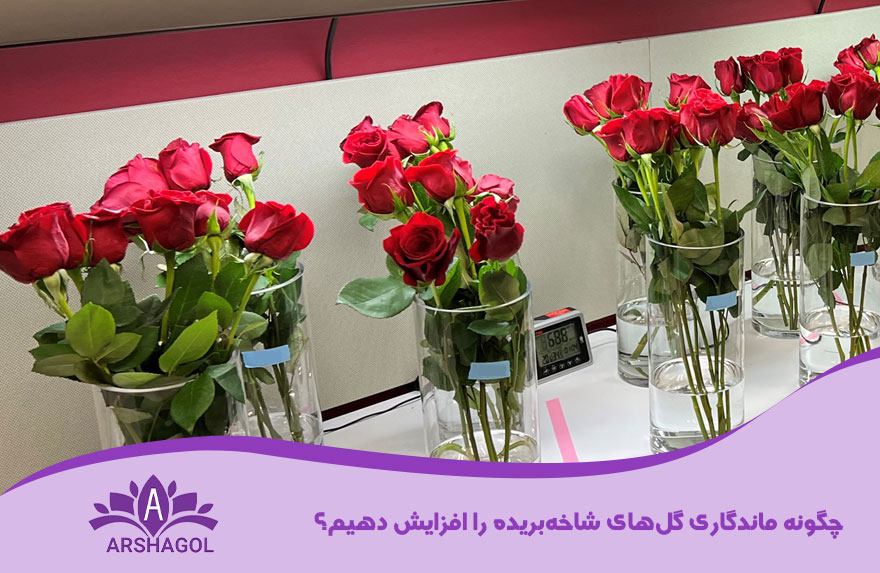 چگونه ماندگاری گلهای شاخهبریده را افزایش دهیم؟