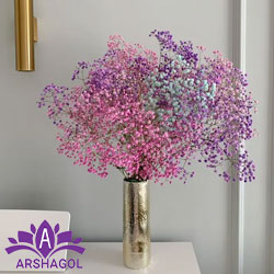 ژیپسوفیلای رنگشده