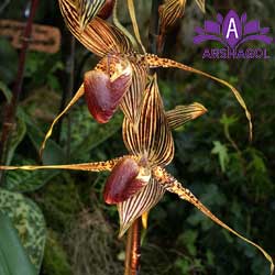 اورکیده سلطنتی (Paphiopedilum rothschildianum)
