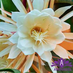 گل شب بو نادر