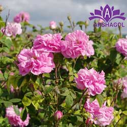 گل محمدی (Rosa damascena)