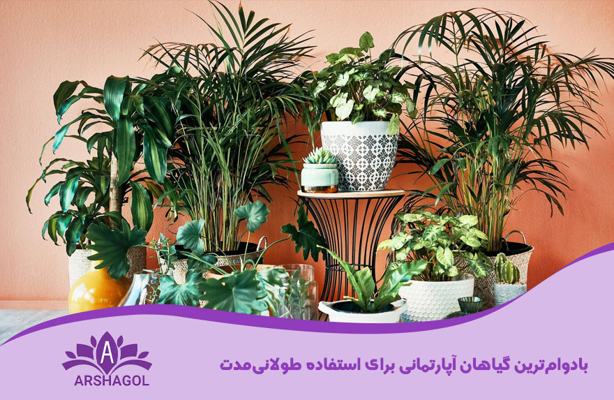 بادوامترین گیاهان آپارتمانی برای استفاده طولانیمدت