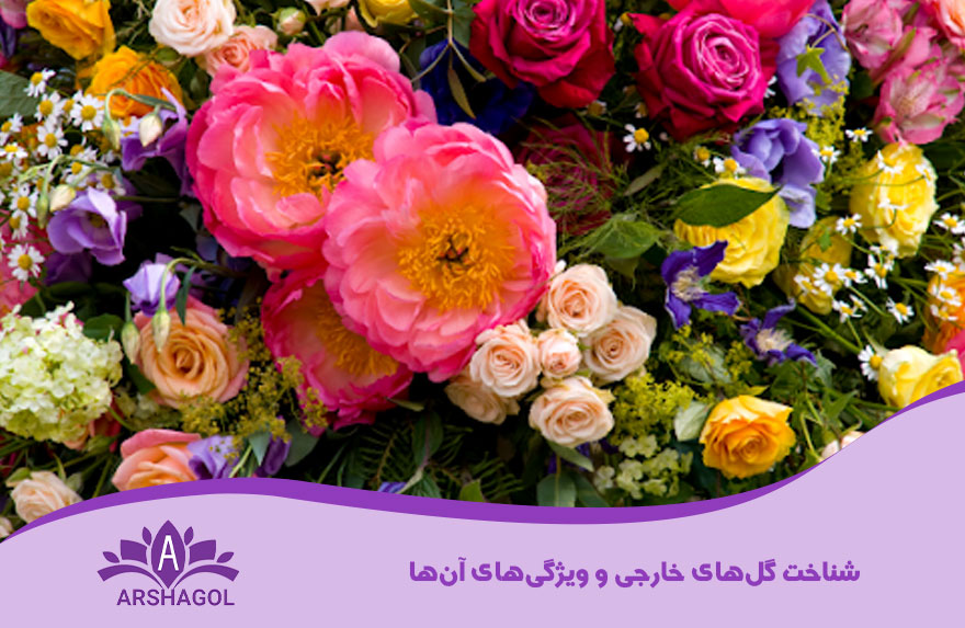 شناخت گلهای خارجی و ویژگیهای آنها