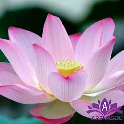 ۵. گل نیلوفر آبی هندی