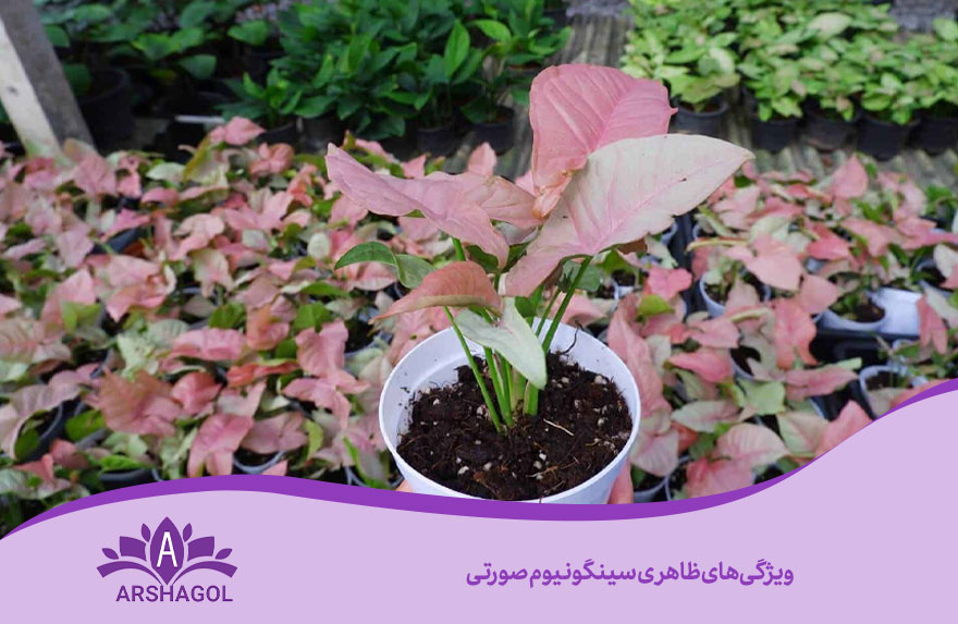 ویژگیهای ظاهری سینگونیوم صورتی