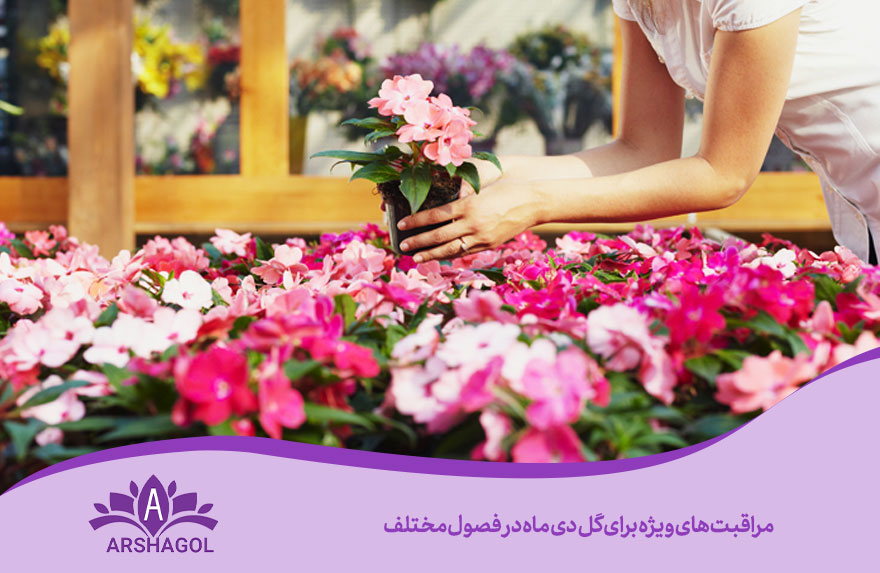 مراقبتهای ویژه برای گل دی ماه در فصول مختلف