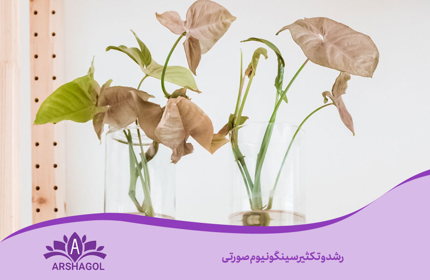 رشد و تکثیر سینگونیوم صورتی