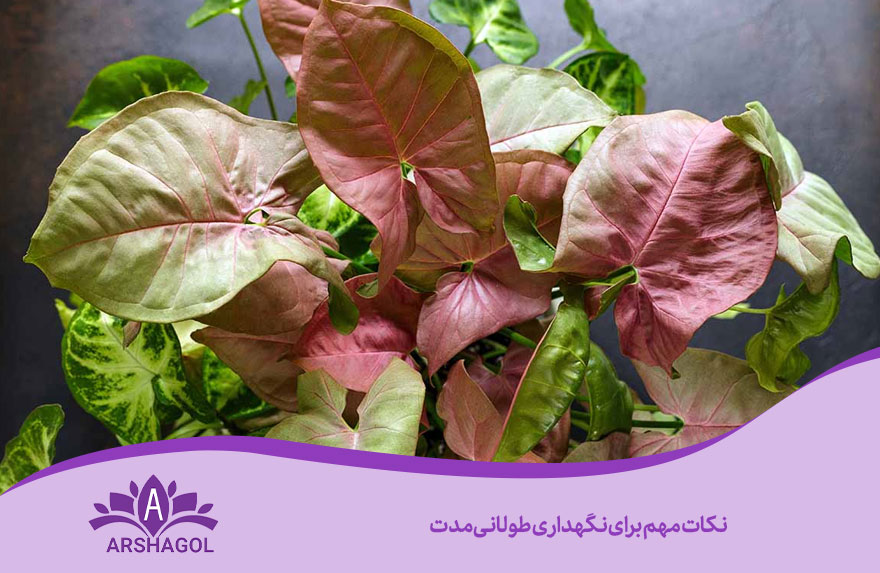 نکات مهم برای نگهداری طولانیمدت