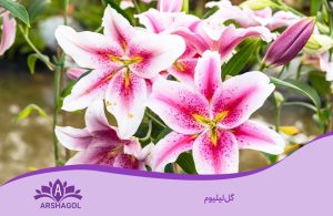 گل لیلیوم