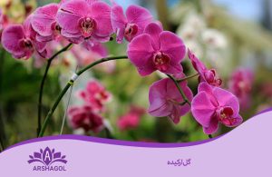 گل ارکیده