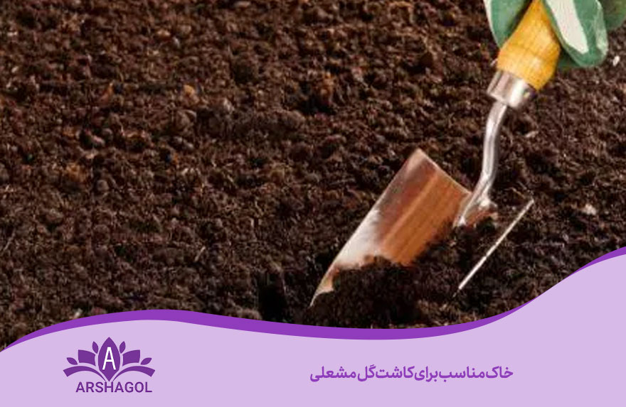 خاک مناسب برای کاشت گل مشعلی